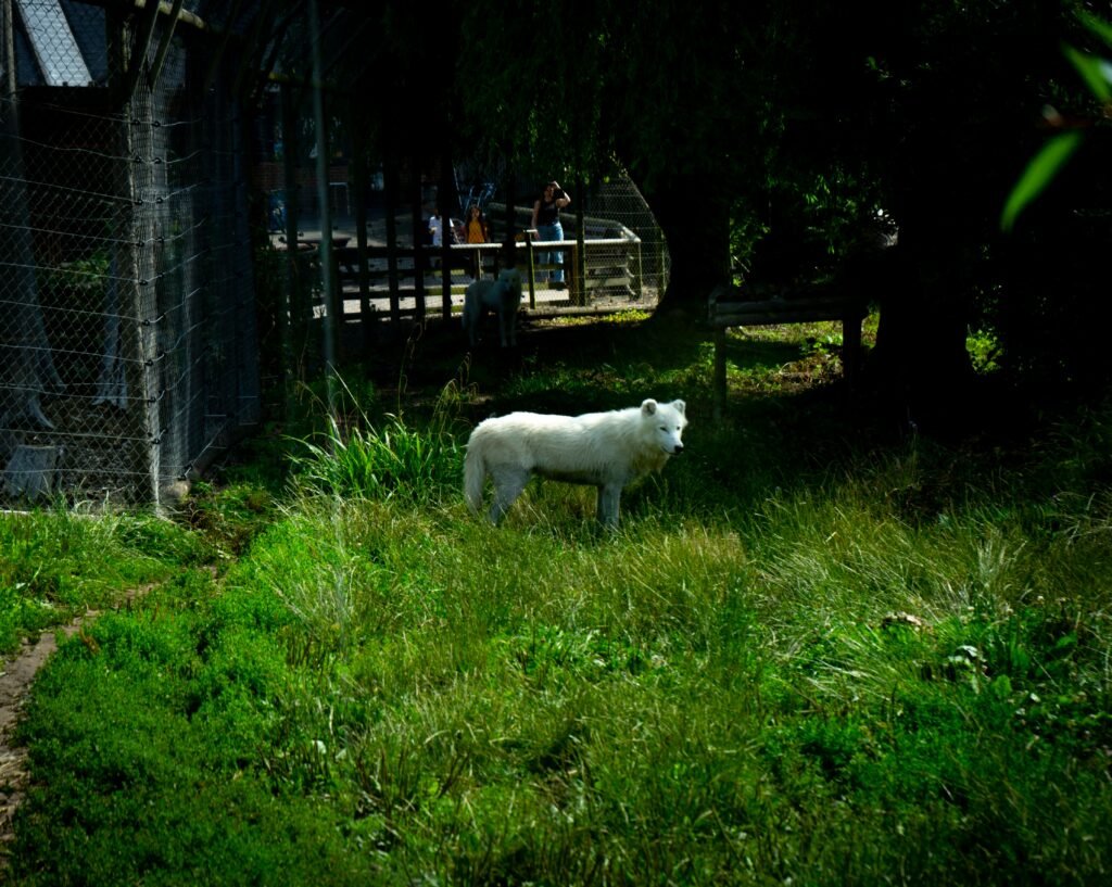 The New Threat to Wolves in and Around Yellowstone